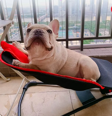 Cama mecedora para mascotas